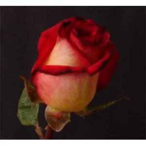 Роза "African down"